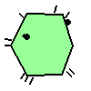 Amoeba Image