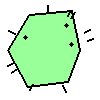Amoeba Image