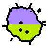 Amoeba Image